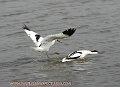 avocet, avocets, british-5